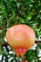 Pomegranate on the branch