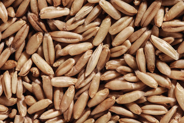 oat seeds