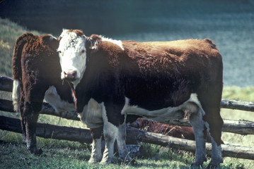 Hereford cow in field