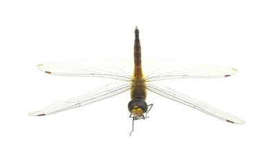 Dragonfly on white background
