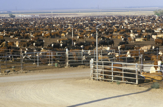 Cattle Feed Lots