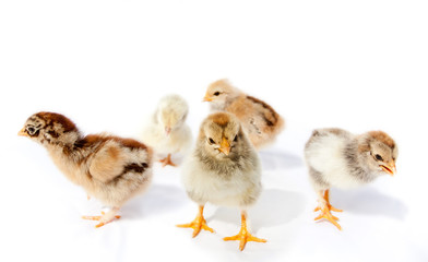 Little fluffy chickens