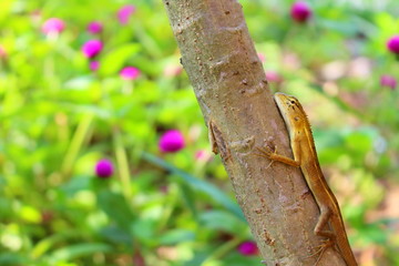 Lizard grab the tree in nature