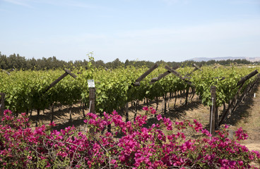 Vines in the Bergrivier region during springtime. South Africa