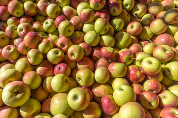 A bin full of apples from the Fall Harvest on the farm