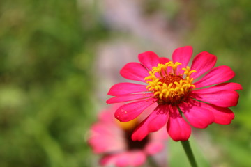 Obraz premium beautiful pink flower closeup