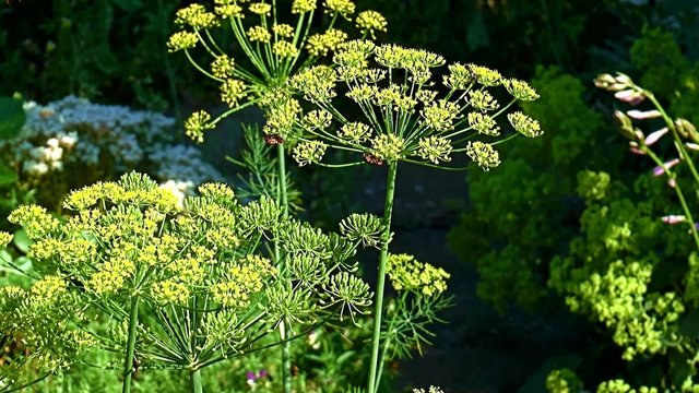 tall grown dill blooms in a group on the vegetable garden