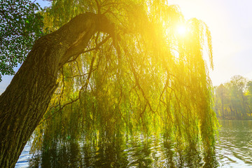 Branches of Willow Tree above Lake - obrazy, fototapety, plakaty