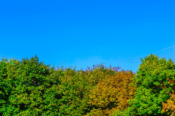 Branches with Colorful Foliage Against Blue Sky