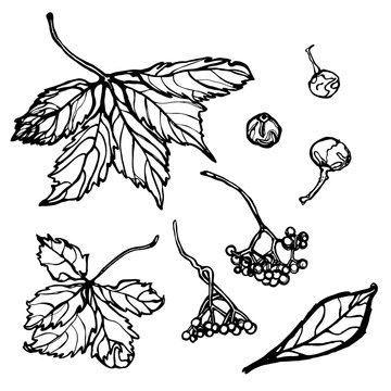 Set of drawings Parthenocissus