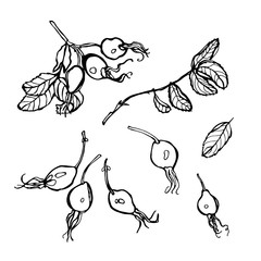 Wild rose berries. Hand drawn Illustration