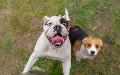 English bulldog and beagle dog waiting for reward