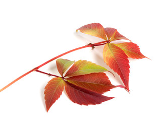 Branch of autumn red grapes leaves (Parthenocissus quinquefolia