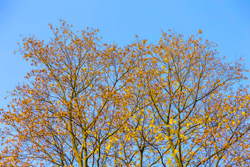Branchy Trees with Autumn Leaves