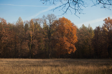 Fototapeta premium autumn scene, colors of autumn 