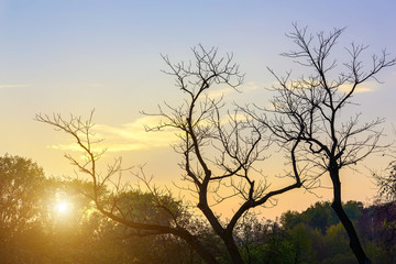Fototapeta na wymiar Bare Tree Branches and Sun