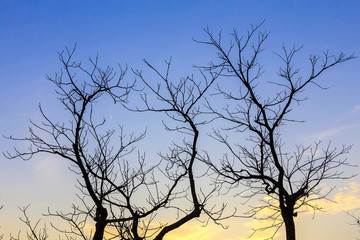 Silhouette of Bare Tree Branches