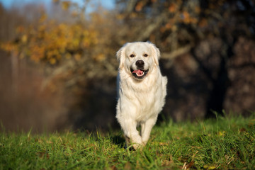 golden retriever dog walking outdoors
