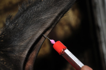 sampling of blood from the cows