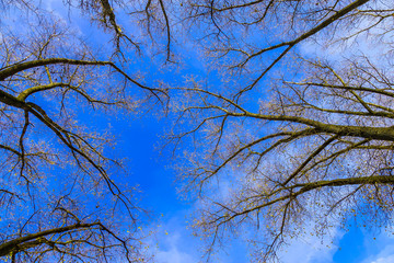 Leafless Tree Branches Against the Sky
