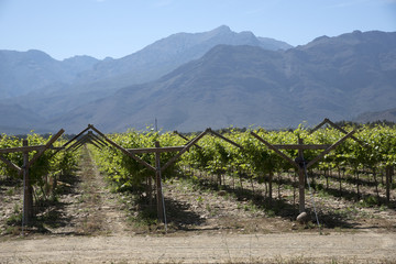 Fototapeta na wymiar Vines in the Bergrivier region during springtime. South Africa