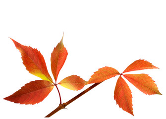 Naklejka premium Orange autumnal twig of grapes leaves (Parthenocissus quinquefol
