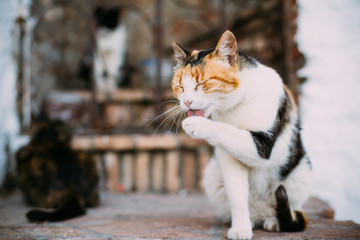 Fototapety na wymiar - Fototapeta24.pl