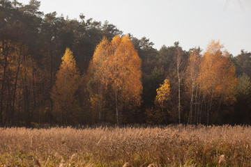 Fototapeta premium autumn scene, colors of autumn 