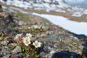 Tundra vegetation on a rocky slope, Swedish subarctic mountains