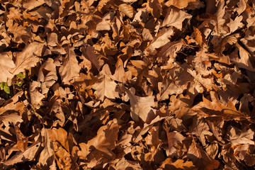 autumn scene, colors of autumn
