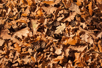 autumn scene, colors of autumn
