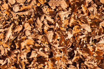 autumn scene, colors of autumn
