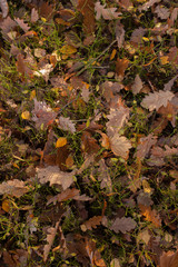 autumn scene, colors of autumn
