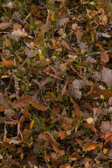 autumn scene, colors of autumn
