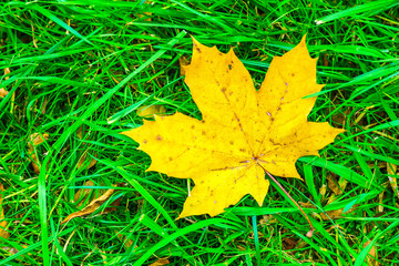 Leaf of Maple on Grass