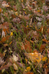 autumn scene, colors of autumn
