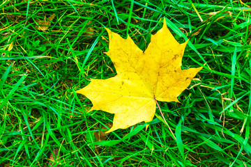 Maple Leaf on the Grass