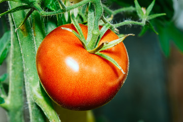 Growing Organic Tomato Closeup. Ripe Red Homegrown Tomato In Veg