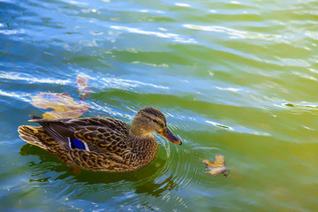 Duck Swimming in Lake Closeup