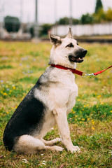 Young Happy East European Shepherd dog sitting in green grass ou