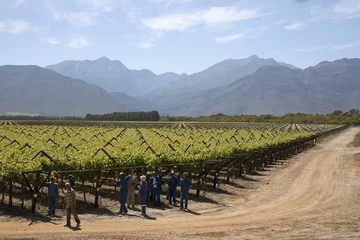 Foto op Canvas Workers tying vines in the Bergrivier region during springtime. South Africa © petert2