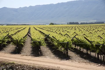 Foto op Canvas Vines in the Bergrivier region during springtime. South Africa © petert2