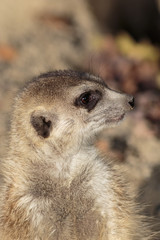 Meerkat head close up