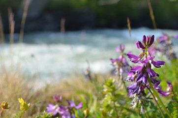 Purple flowers of alpine milkvetch in meadow in Abisko