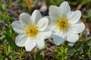 Obraz premium White flowers of mountain avens, subarctic tundra, Abisko