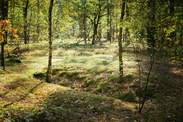 Old World War Trenches In Forest Since Second World War, Belarus