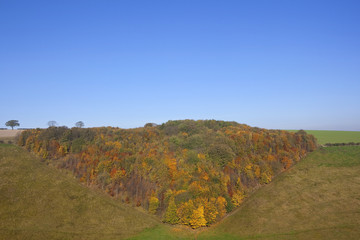 colorful autumn woodland