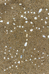 Muscheln im Sand