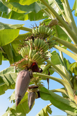 banana blossom