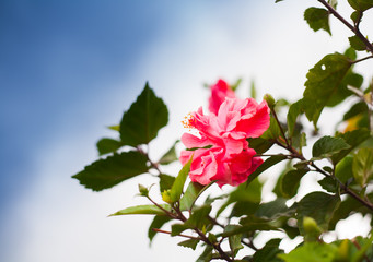 blooming pink flowers against blue sky in Thailand